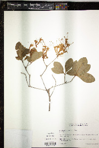 Media resource of Rhododendron colemanii