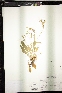 Silene caroliniana image