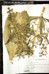 Frasera caroliniensis image