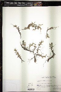 Didiplis diandra image