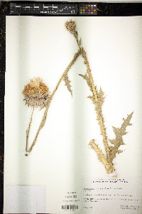 Carduus nutans image