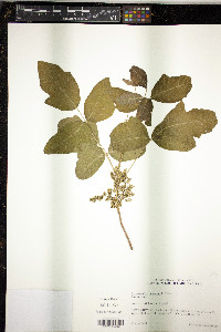 Toxicodendron pubescens image