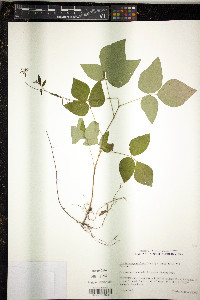 Hylodesmum pauciflorum image