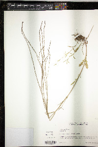Verbena halei image