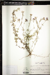 Glandularia pulchella image
