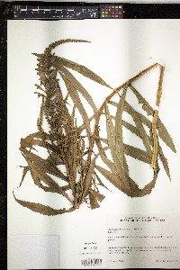 Physostegia virginiana image