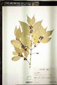 Lonicera xylosteum image