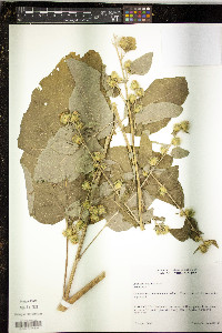 Arctium minus image