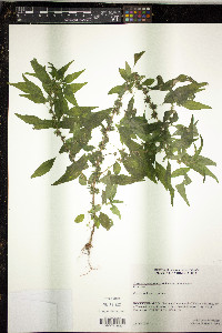 Parietaria pensylvanica image