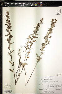 Helianthemum bicknellii image