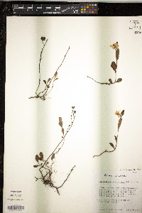 Helianthemum carolinianum image