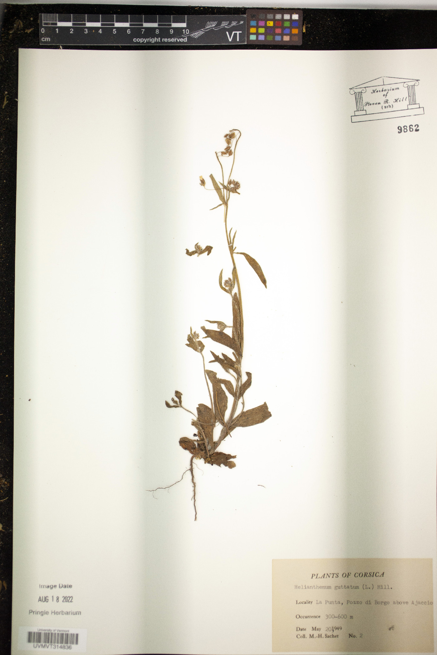 Helianthemum guttatum image