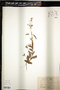 Media resource of Helianthemum guttatum