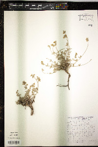 Media resource of Helianthemum hirtum