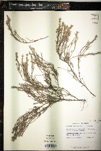 Hudsonia tomentosa image