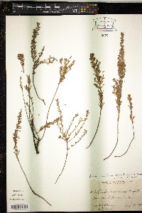Lechea maritima image