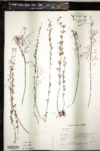 Lechea minor image