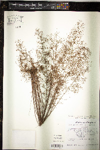 Lechea racemulosa image