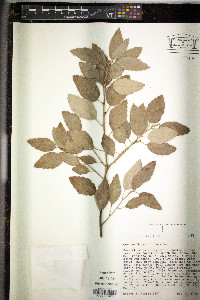 Quercus suber image