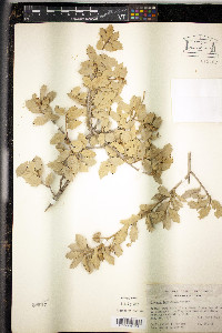 Quercus turbinella image