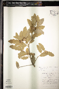 Quercus X pauciloba image