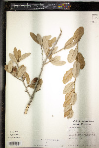 Quercus virginiana image