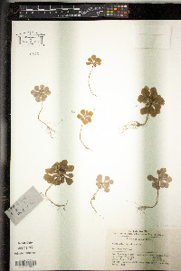 Circaeaster agrestis image