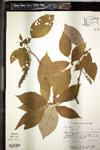 Clethra acuminata image
