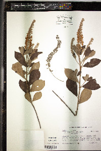 Clethra alnifolia var. tomentosa image