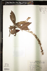 Clethra delavayi image