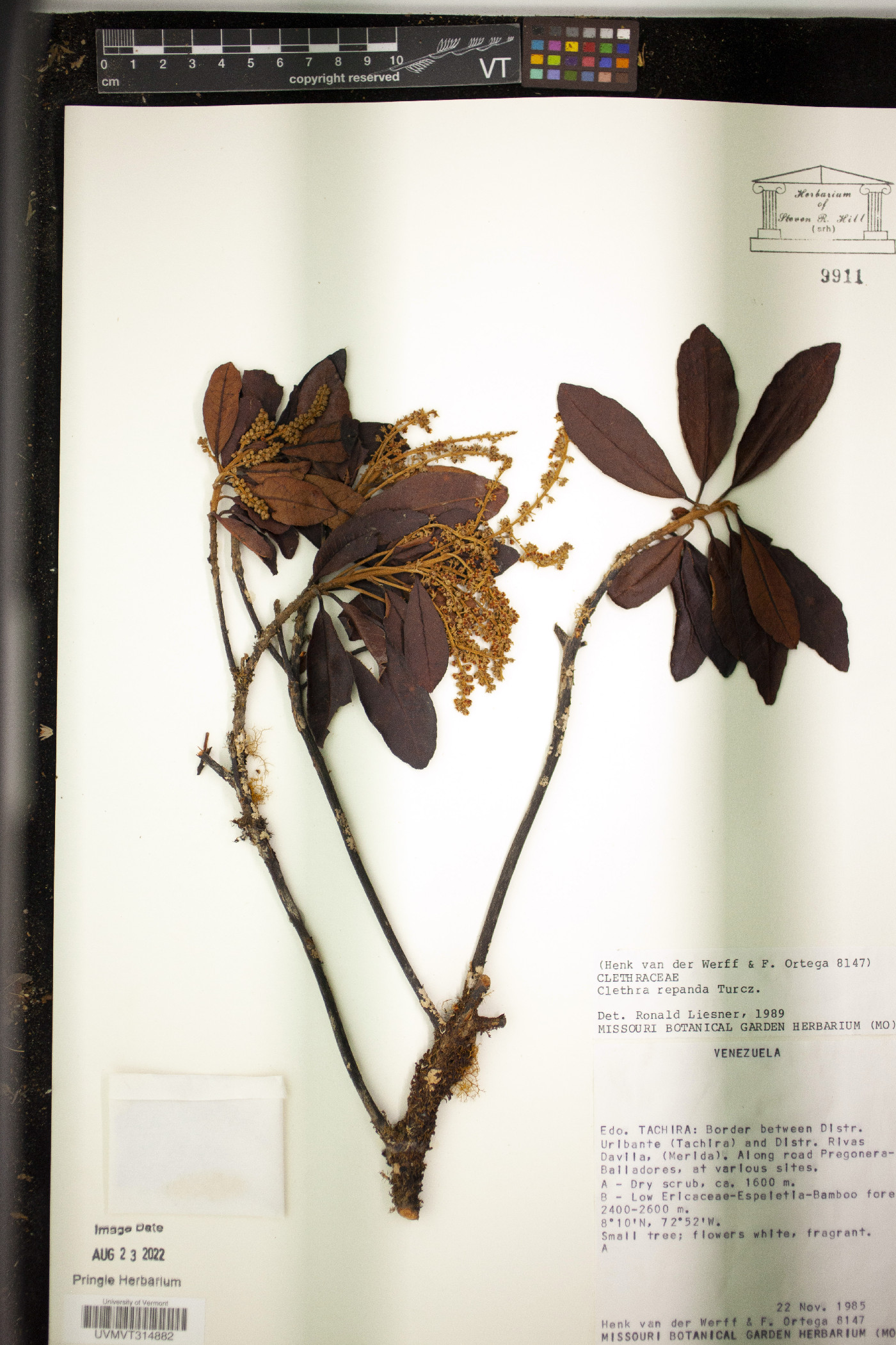 Clethra repanda image