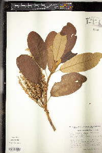 Clethra mexicana image