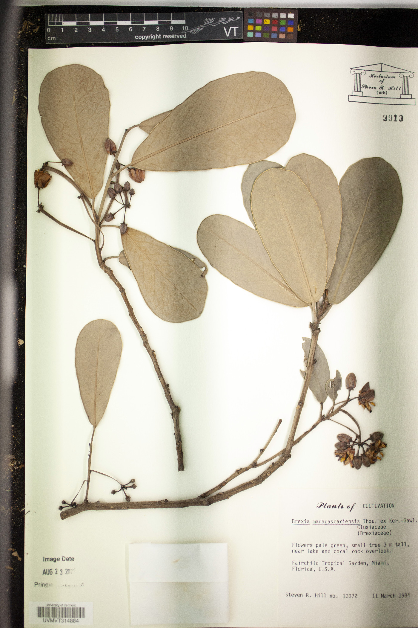 Brexia madagascariensis image