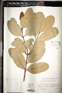 Calophyllum antillanum image