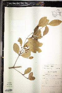 Calophyllum antillanum image