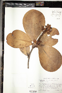 Media resource of Clusia mangle