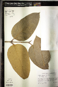 Media resource of Garcinia humilis