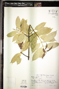 Symphonia globulifera image