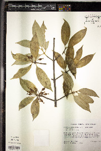 Symphonia globulifera image