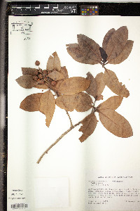 Conocarpus erectus image