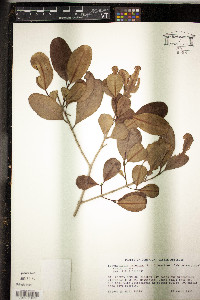 Laguncularia racemosa image
