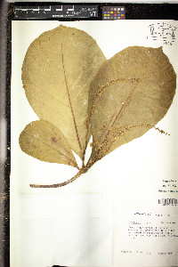 Terminalia catappa image