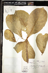 Terminalia catappa image