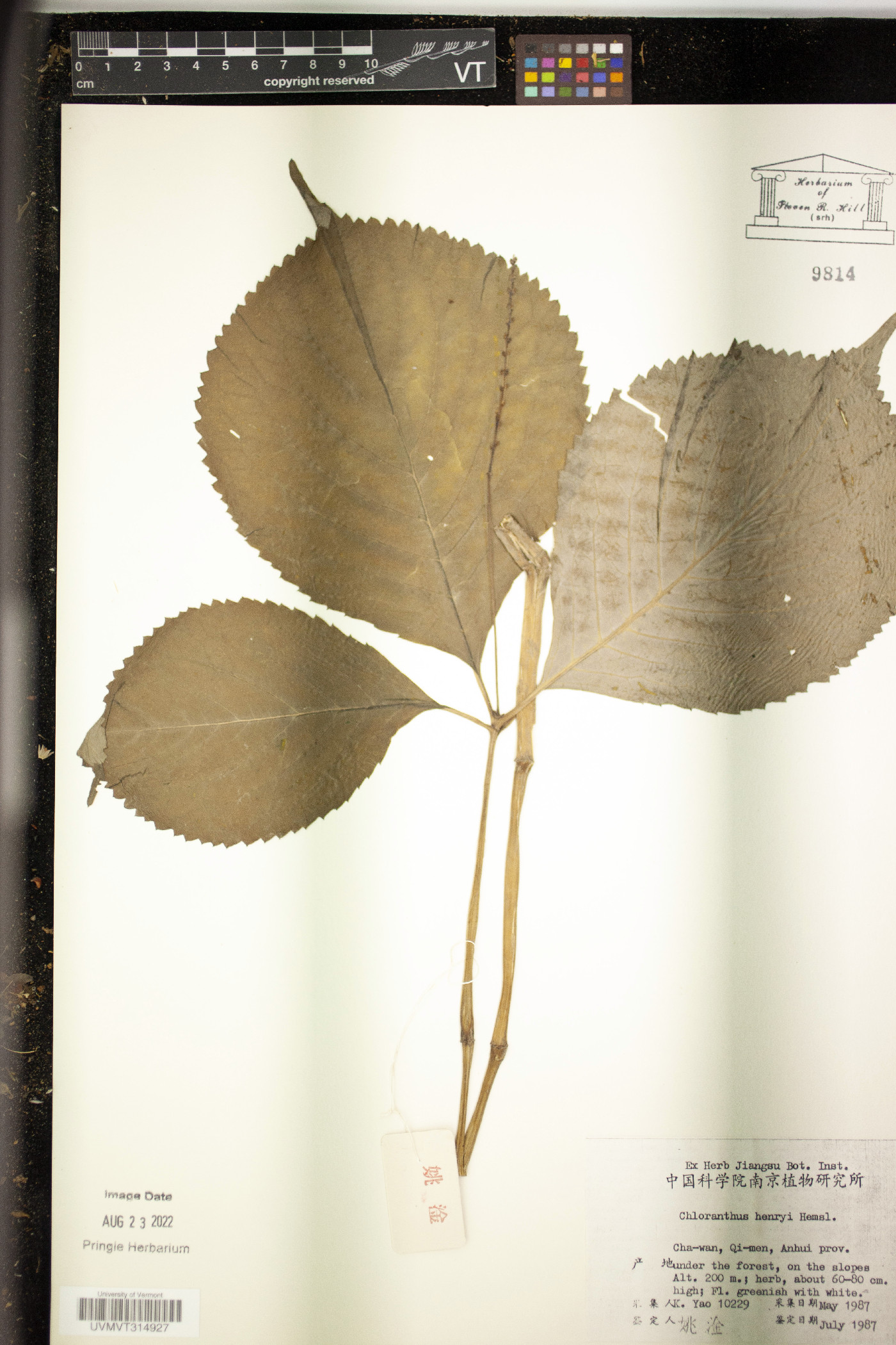Chloranthus henryi image