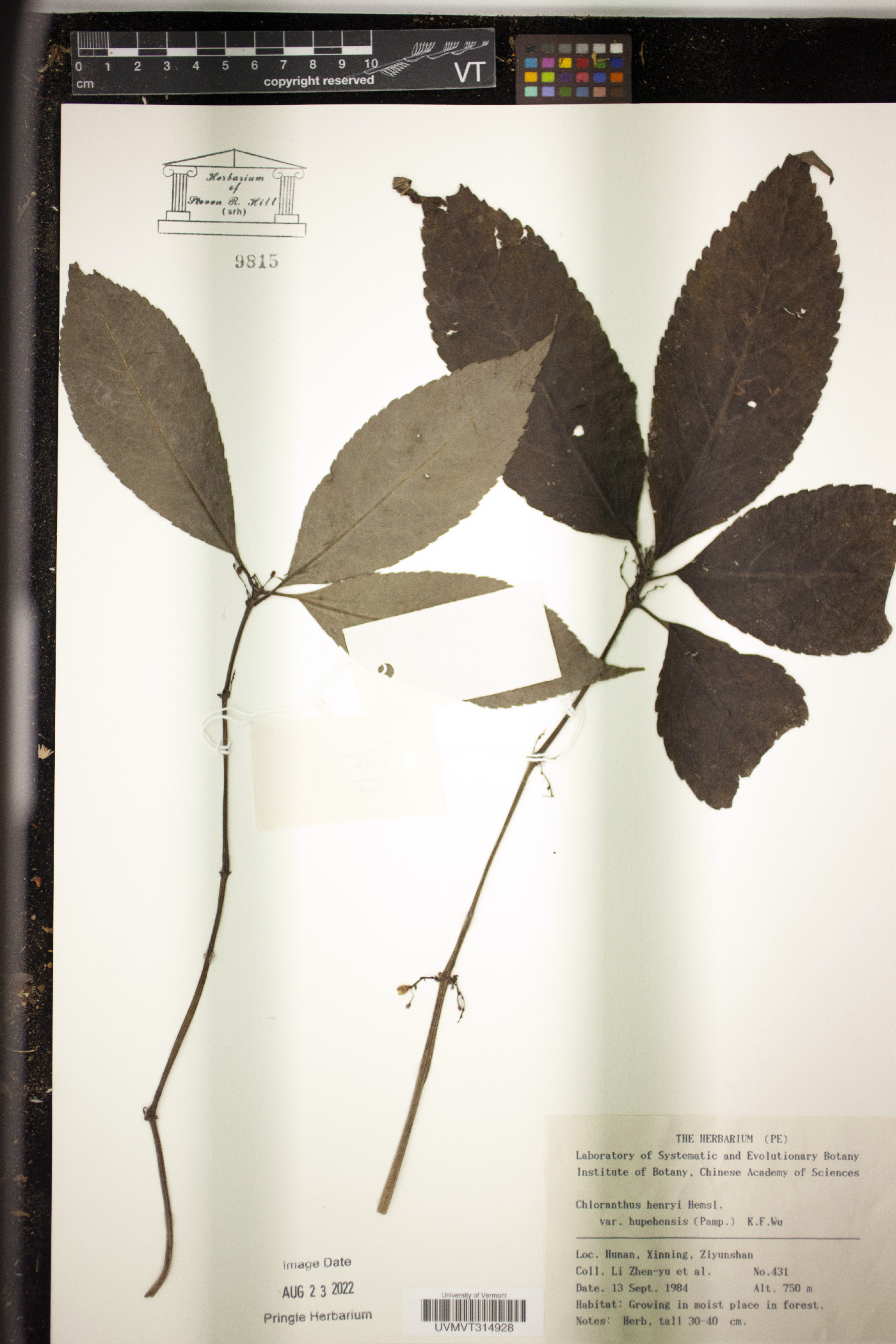 Chloranthus henryi var. hupehensis image