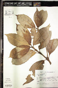 Hedyosmum arborescens image
