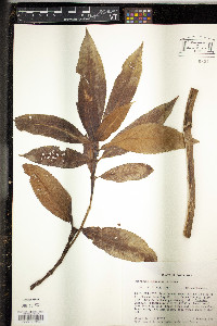 Hedyosmum mexicanum image
