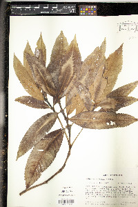 Hedyosmum mexicanum image