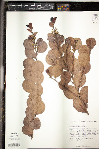 Chrysobalanus icaco image