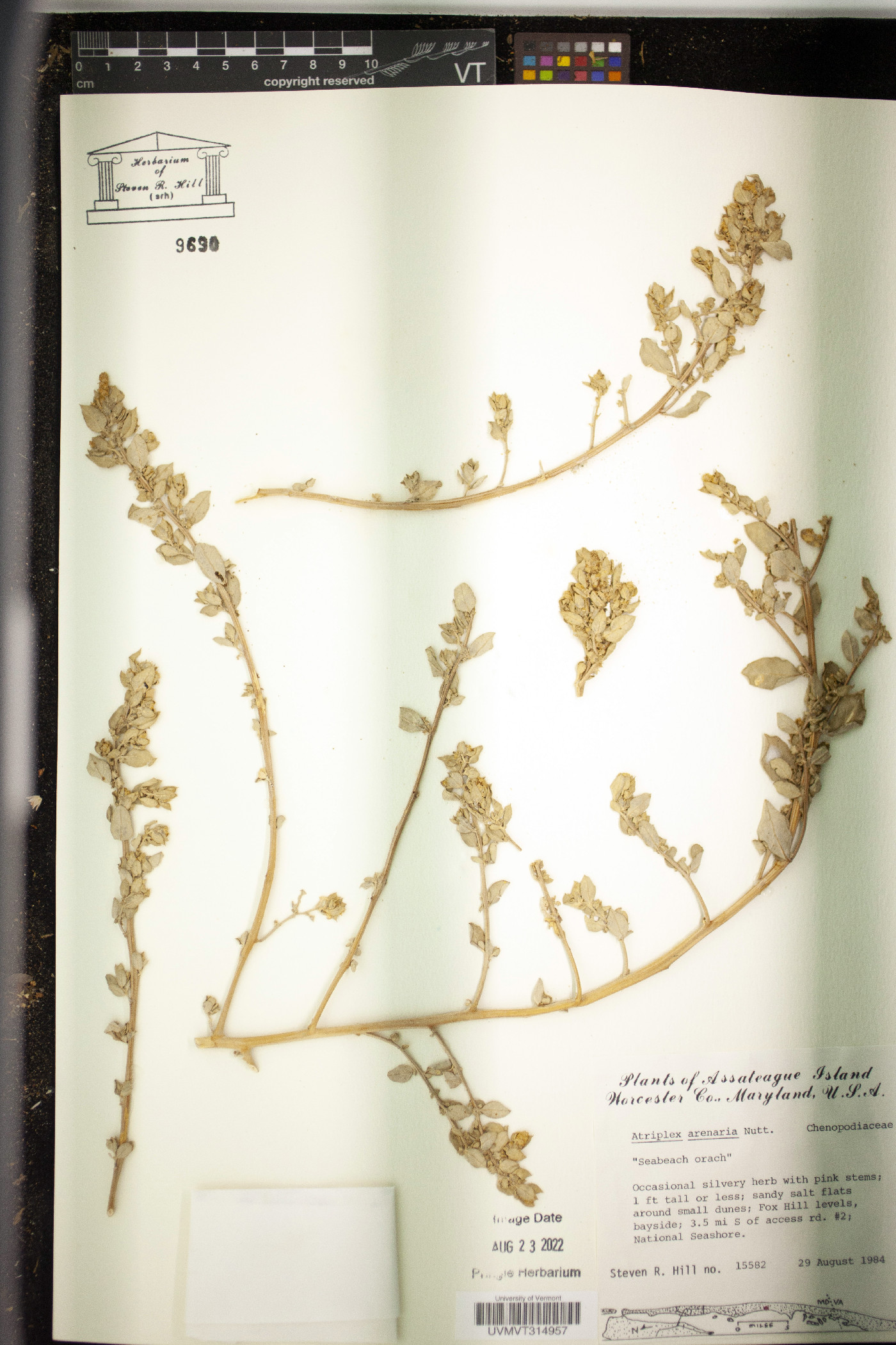 Atriplex arenaria image
